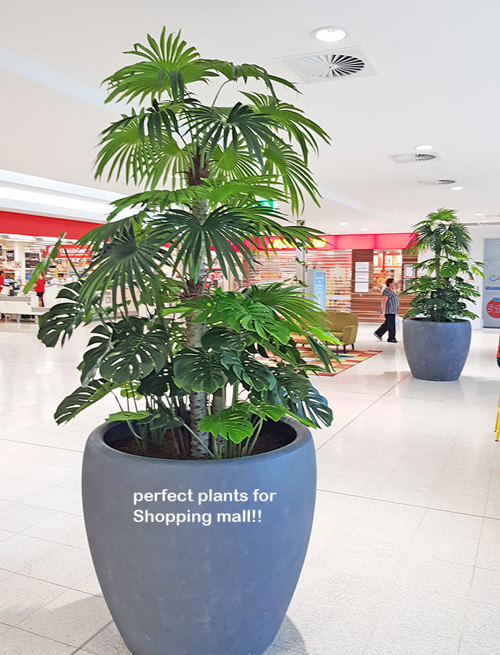 Large Palm Planters, perfect for Shopping Malls...