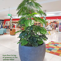 Large Palm Planters, perfect for Shopping Malls... poplet image 2