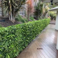 Turning an unsightly block wall into a green Feature... poplet image 6