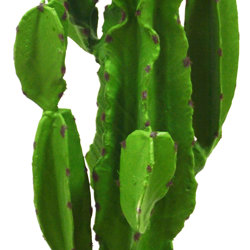 Cactii- San Pedro Cactus 1.2m - artificial plants, flowers & trees - image 2