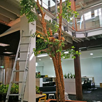 Giant Ficus Tree in Office Planter poplet image 1