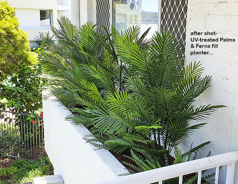 Palms fill external wall planter-box