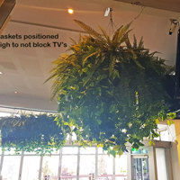 Huge Hanging-Baskets add cosy green feel to Hotel Eatery... poplet image 4