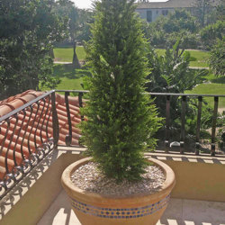 Cypress Pine UV 1.8m  - artificial plants, flowers & trees - image 4