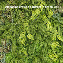 Alocasia bronze tiger 75cm  - artificial plants, flowers & trees - image 7