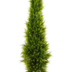 Cypress Pine [indoor] 1.8m - artificial plants, flowers & trees - image 9
