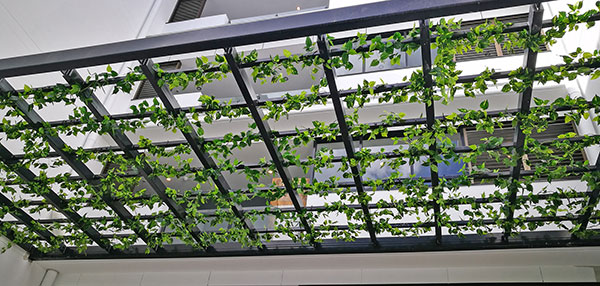 Vines over pergola for instant coverage... image 2