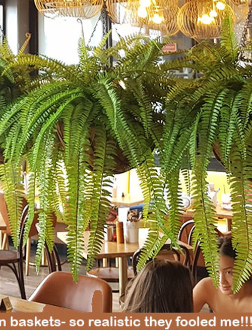 Hanging Fern Baskets in cool Cafe