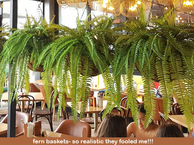 Hanging Fern Baskets in cool Cafe