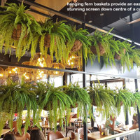 Hanging Fern Baskets in cool Cafe poplet image 1