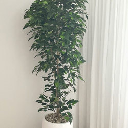 Weeping Ficus 1.5m UV-rated - artificial plants, flowers & trees - image 5