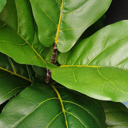 Fiddle-Leaf Ficus 'giant-leaf' 1.6m - artificial plants, flowers & trees - image 2