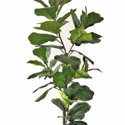 Trough Planters- with Fiddle-Leaf Ficus 1.65m tall - artificial plants, flowers & trees - image 4
