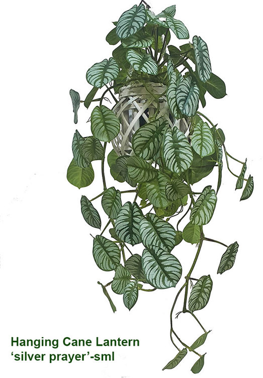 Articial Plants - Hanging Cane Lantern- Silver Prayer Bush- sml