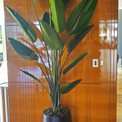 Heliconia Palms- 2.1m - artificial plants, flowers & trees - image 4