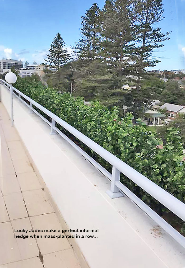 lucky jade rooftop hedge