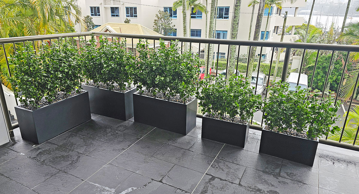 Lucky Jade troughs for privacy