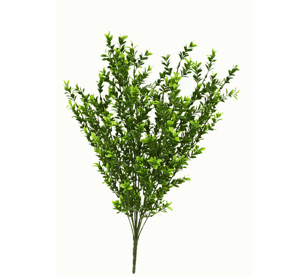 Boxwood Bush UV 55cm