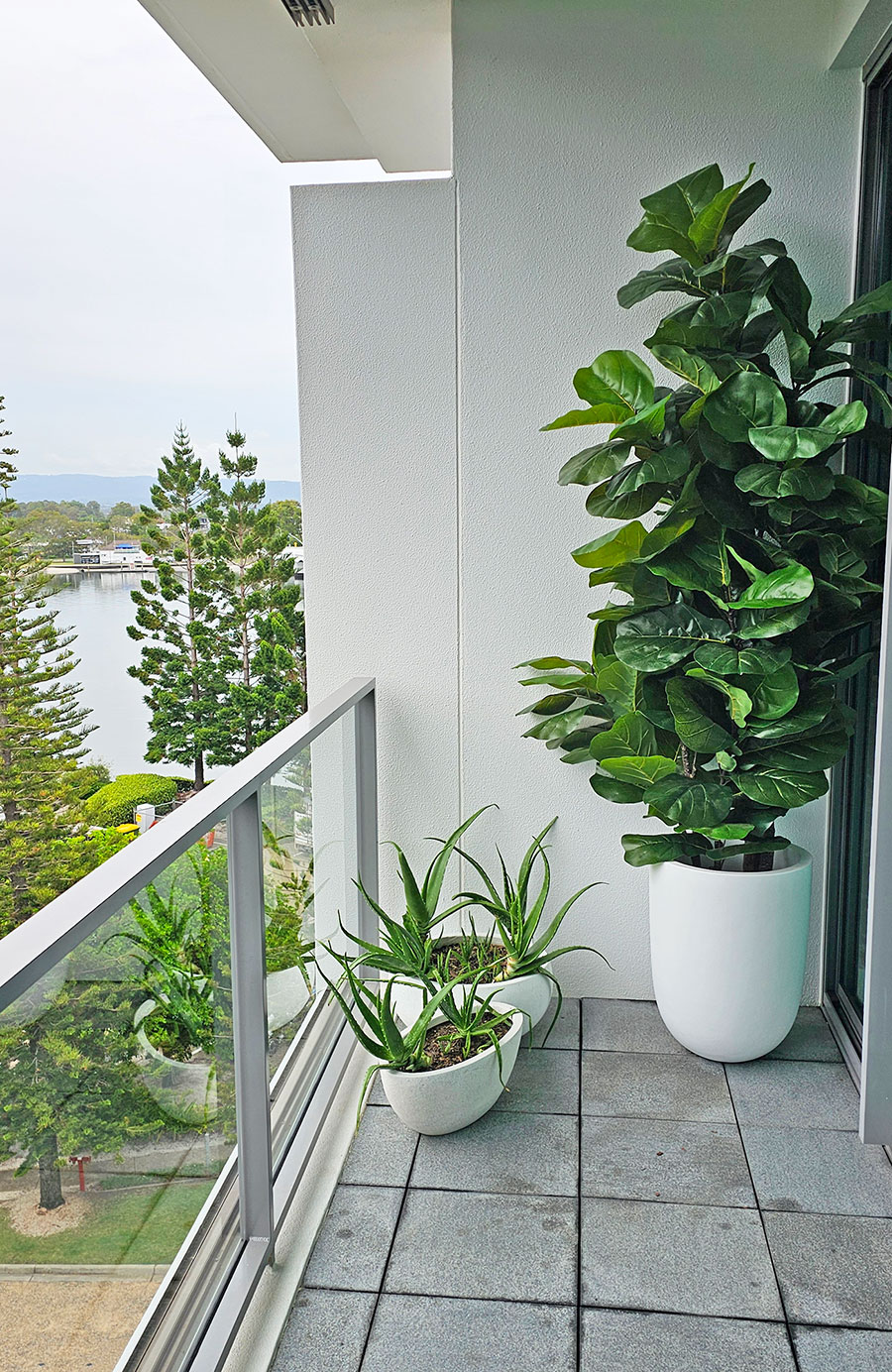 Fiddle-Leaf Ficus 'giant-leaf' 1.8m