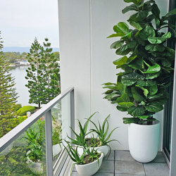 Fiddle-Leaf Ficus 'giant-leaf' 1.8m - artificial plants, flowers & trees - image 7