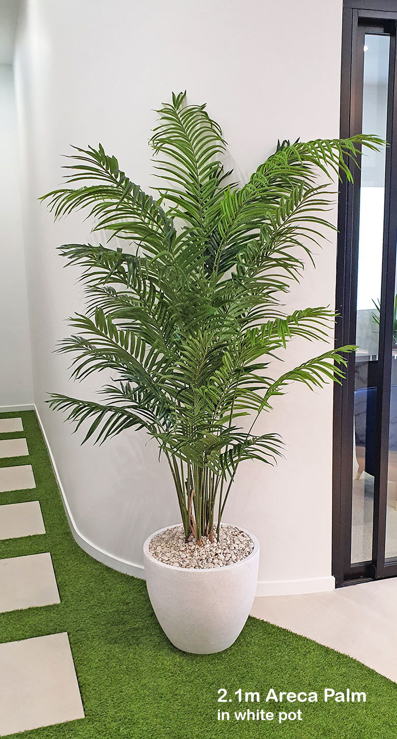 Areca Palm 1.9m