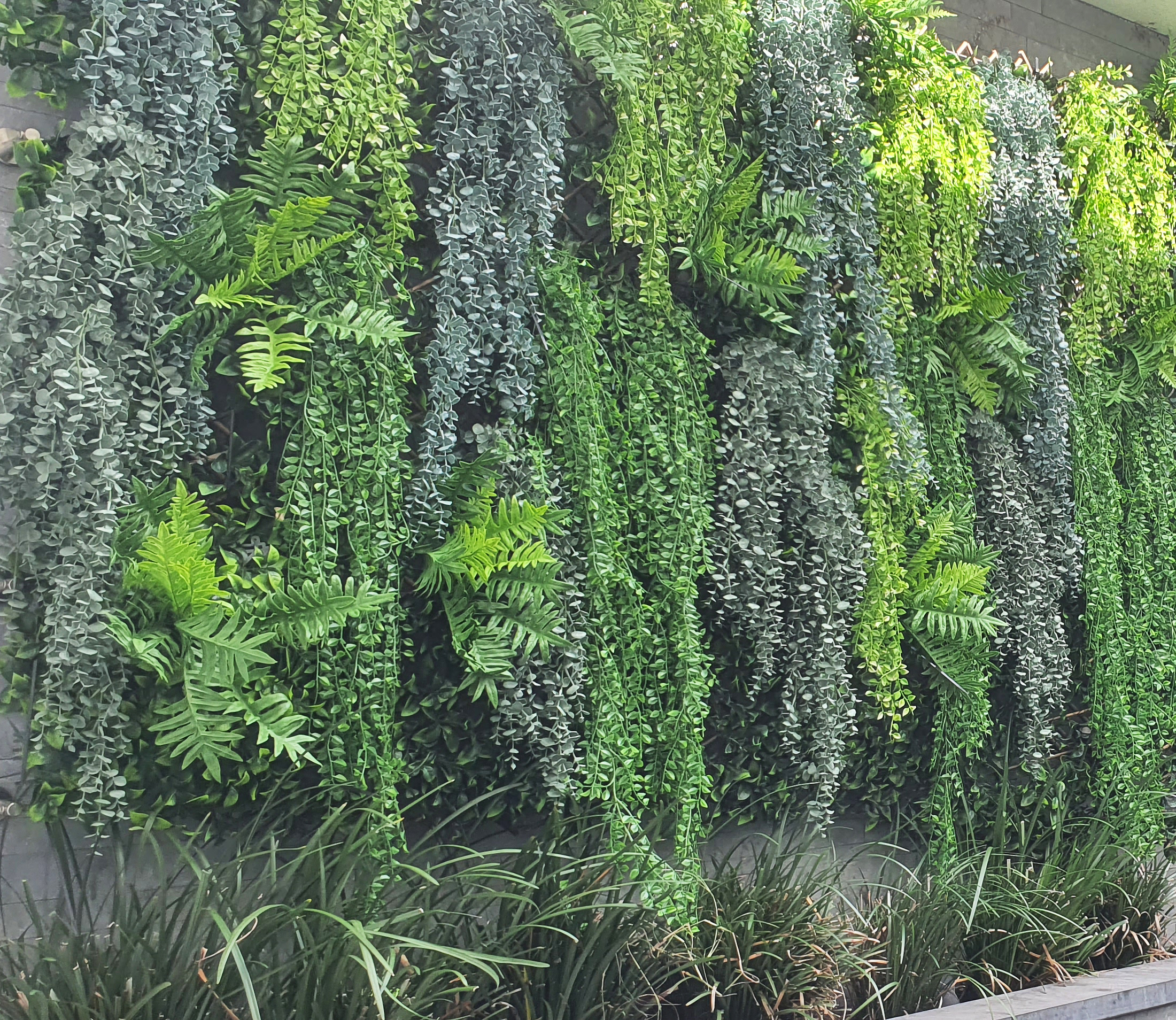 UV-Trailer: Staghorn Fern 120cm