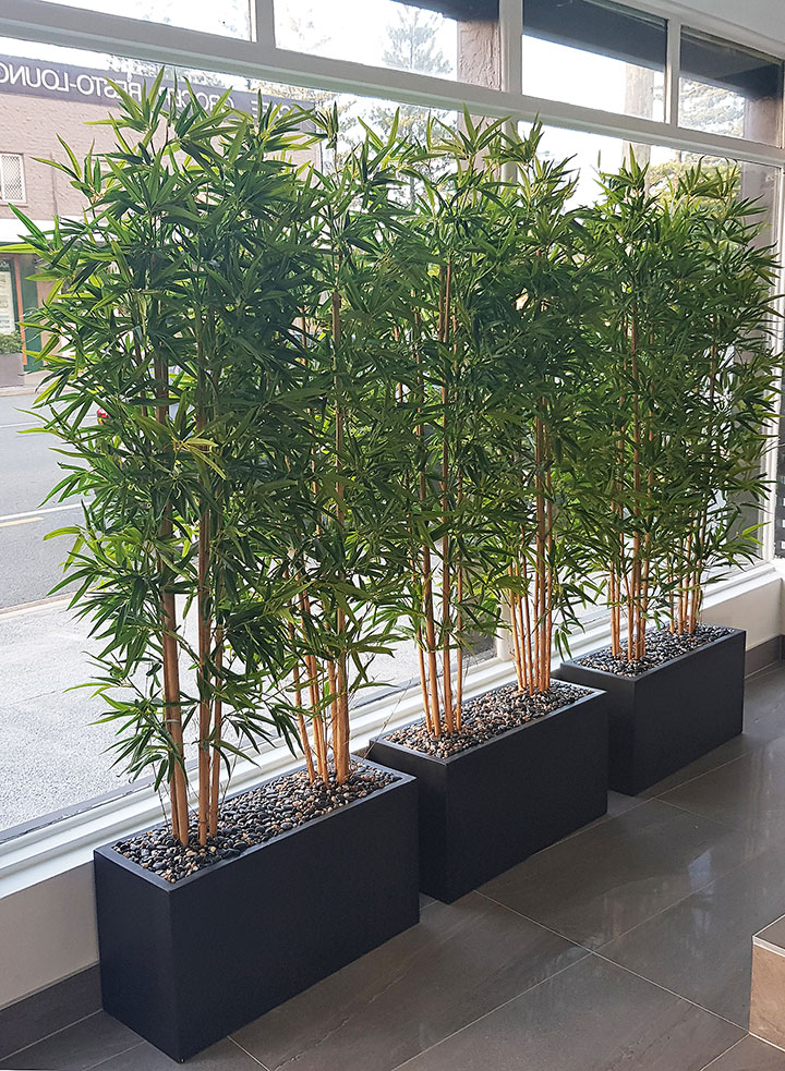 Bamboos make wonderful screen plants