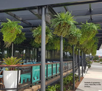Hanging-Baskets transform new Tavern balcony from drab to cool green...