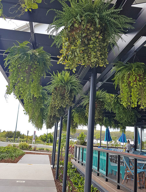 Hanging-Baskets transform new Tavern balcony from drab to cool green...