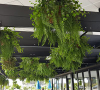 Hanging-Baskets transform new Tavern balcony from drab to cool green...