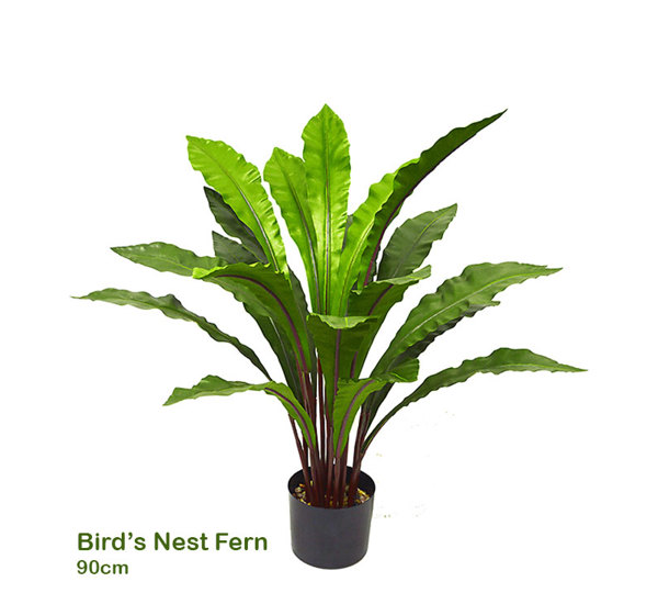 Bird's Nest Fern 90cm