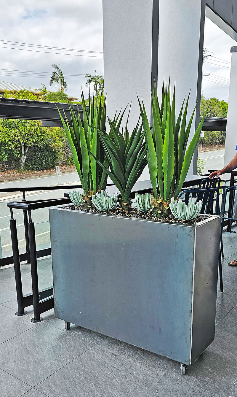 Succulent- Grey Aeonium