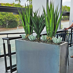 Succulent- Grey Aeonium - artificial plants, flowers & trees - image 3