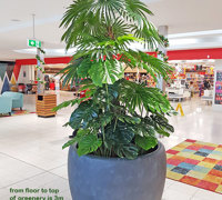 Large Palm Planters, perfect for Shopping Malls...
