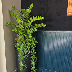 Zanzibar Gem Plant 75cm - artificial plants, flowers & trees - image 3