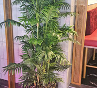 New Cuban Nite-Club also has a green theme...
