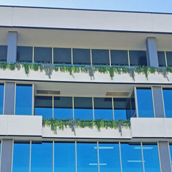 UV-Trailer: Asparagus Fern- variegated 70cm  - artificial plants, flowers & trees - image 2