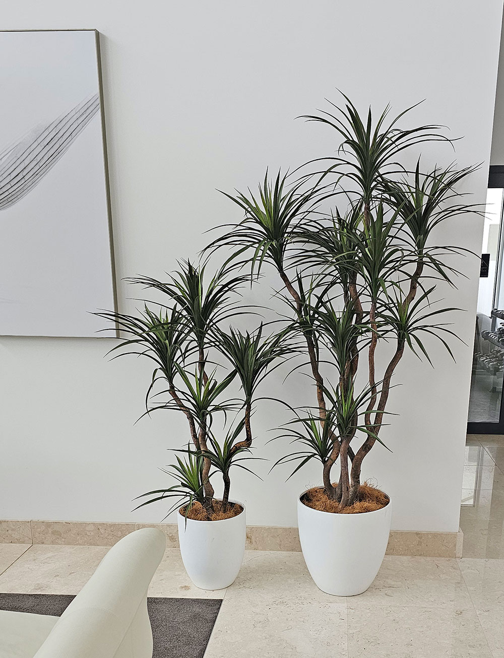 Dracaena- mini-yucca 1.8m with 8 heads
