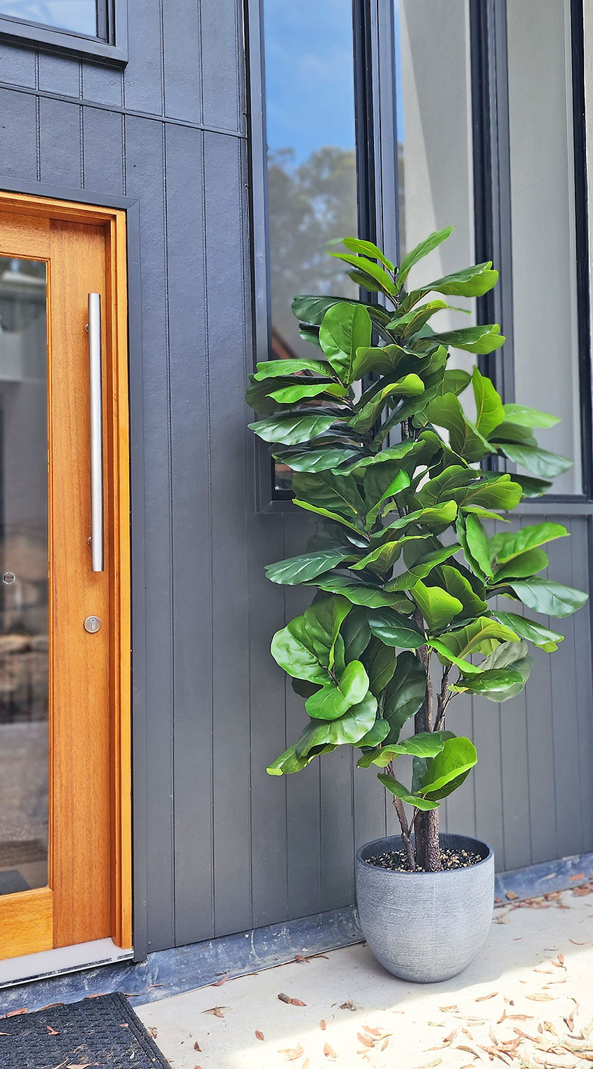 Fiddle-Leaf Ficus 'giant-leaf' 2.4m