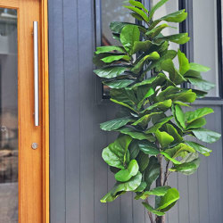 Fiddle-Leaf Ficus 'giant-leaf' 2.4m - artificial plants, flowers & trees - image 9