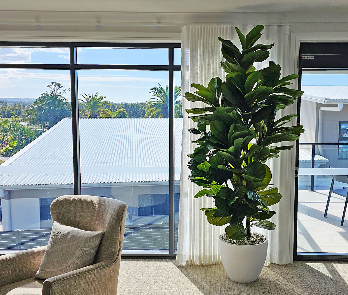 Fiddle-Leaf Ficus 'giant-leaf' 2.4m