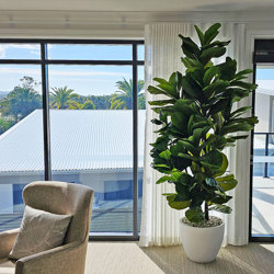 Fiddle-Leaf Ficus 'giant-leaf' 2.4m - artificial plants, flowers & trees - image 8
