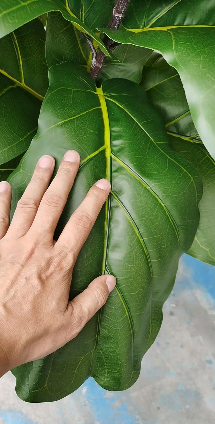 Fiddle-Leaf Ficus 'giant-leaf' 2.4m