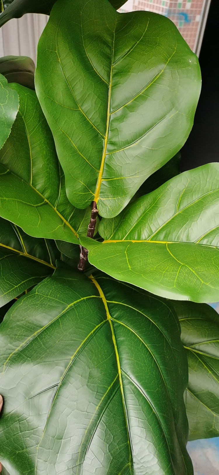 Fiddle-Leaf Ficus 'giant-leaf' 2.4m