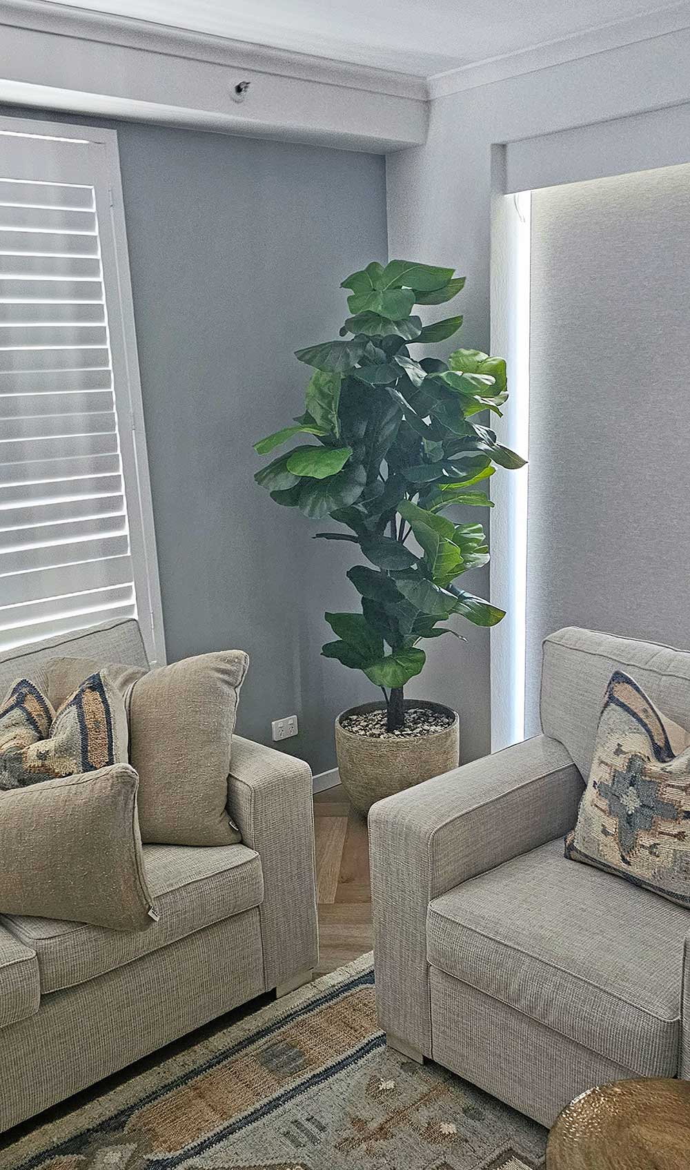 Fiddle-Leaf Ficus 'giant-leaf' 1.8m