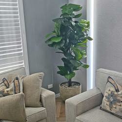 Fiddle-Leaf Ficus 'giant-leaf' 1.8m - artificial plants, flowers & trees - image 4