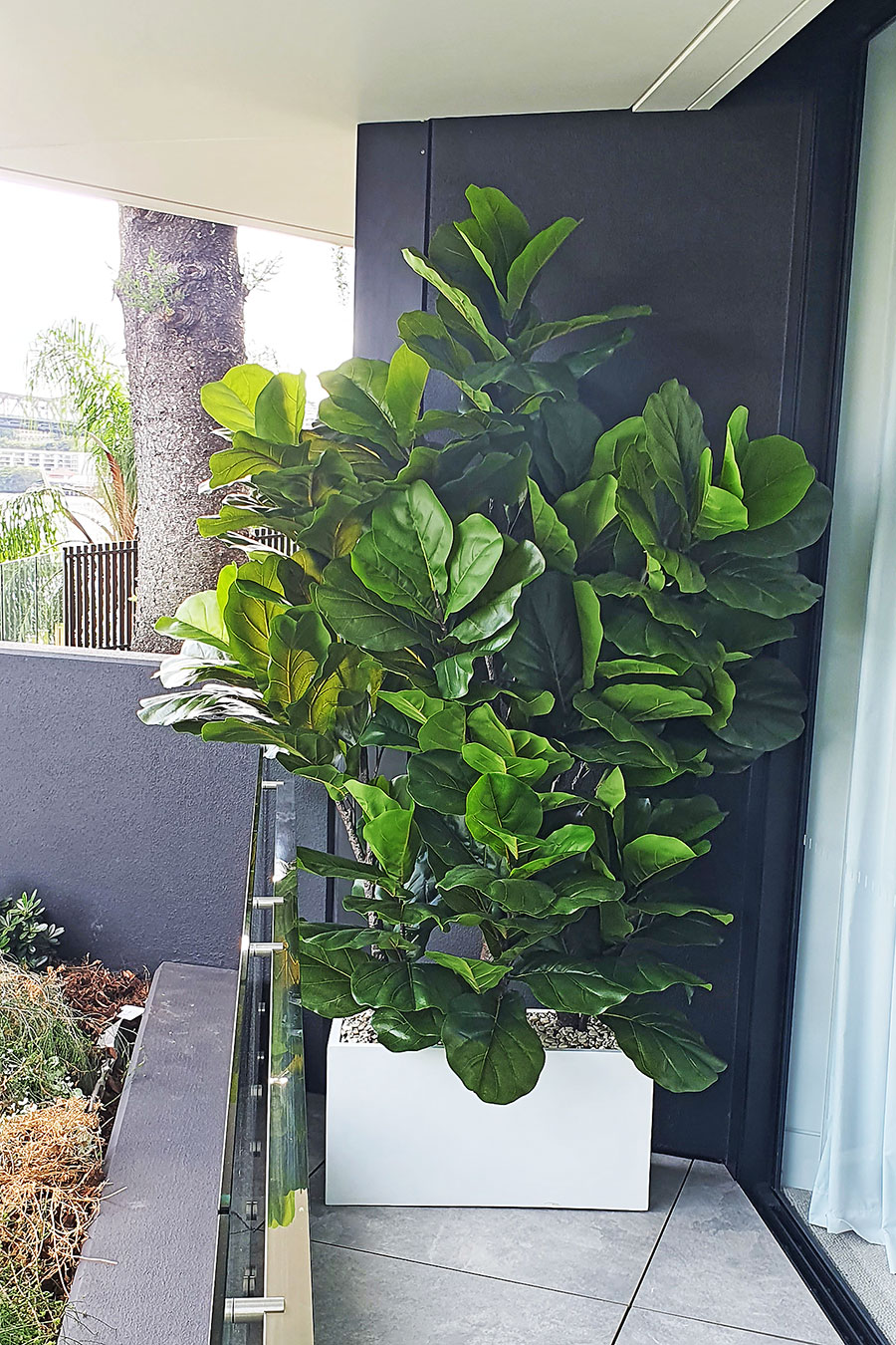 Fiddle-Leaf Ficus 'giant-leaf' 2.4m