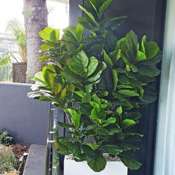 Fiddle-Leaf Ficus 'giant-leaf' 2.4m - artificial plants, flowers & trees - image 6