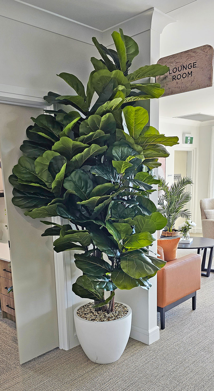 Fiddle-Leaf Ficus 'giant-leaf' 2.4m