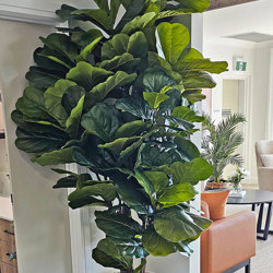 Fiddle-Leaf Ficus 'giant-leaf' 2.4m - artificial plants, flowers & trees - image 3